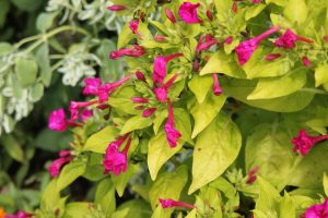 Four O Clocks Mirabilis Jalapa Master Gardener Program