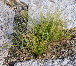 Fiber Optic Grass Isolepis Cernua Master Gardener Program