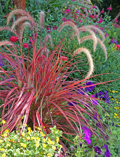 Pennisetum Fireworks Master Gardener Program