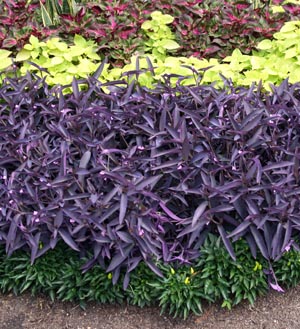 purple heart plant flower