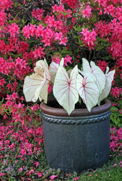 Caladiums Master Gardener Program