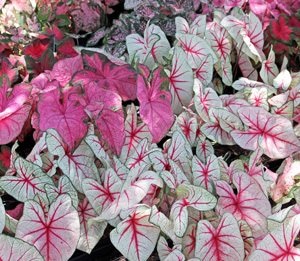 Caladiums Master Gardener Program