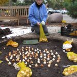 Woman planting tulip bulbs