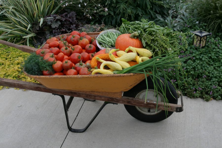 Wheelbarrow full of vegetable produce
