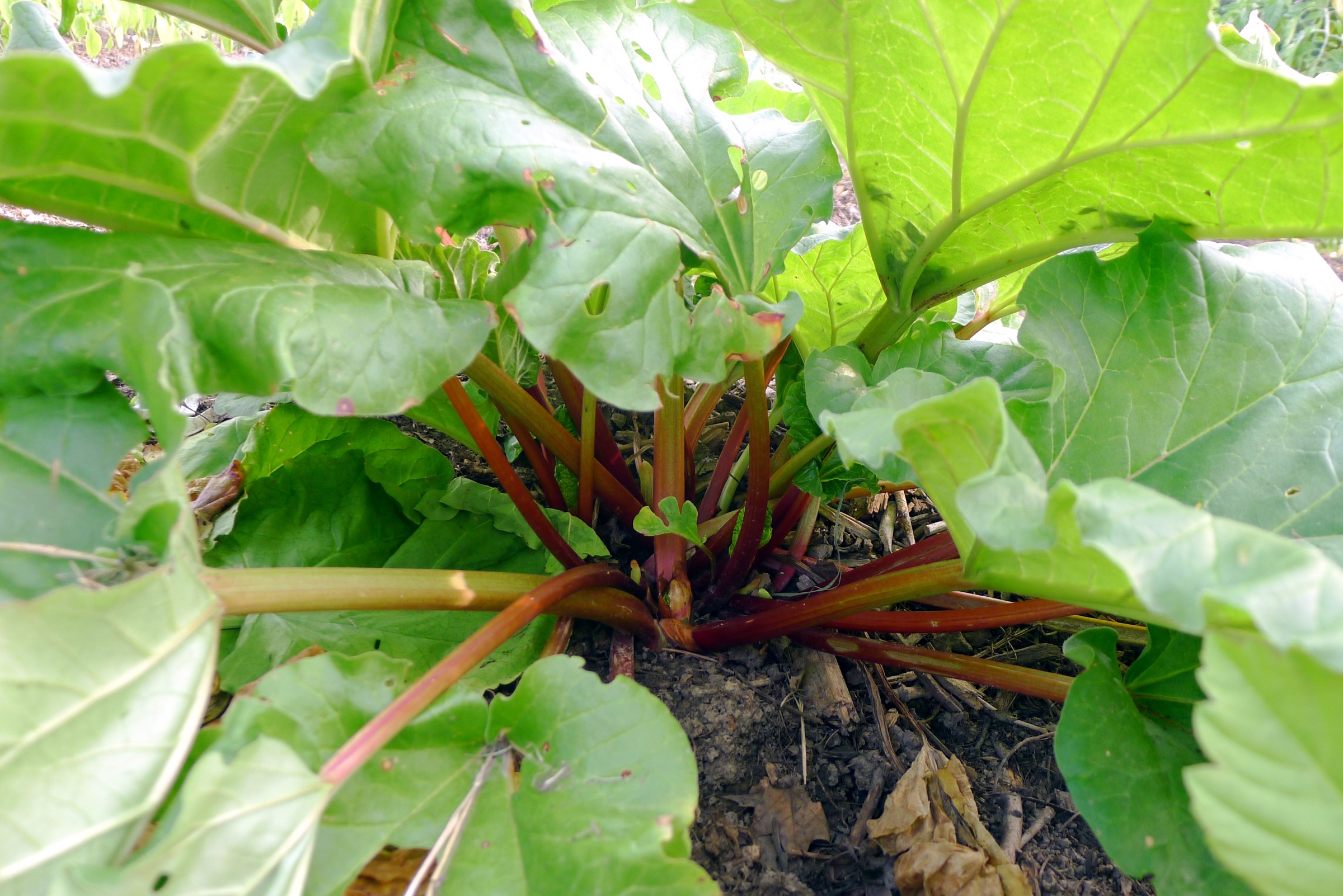 Rhubarb stalks