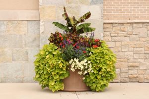 Colorful container gardens are an important part of community placemaking.