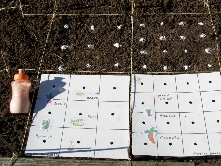 Square Foot Gardening planting design