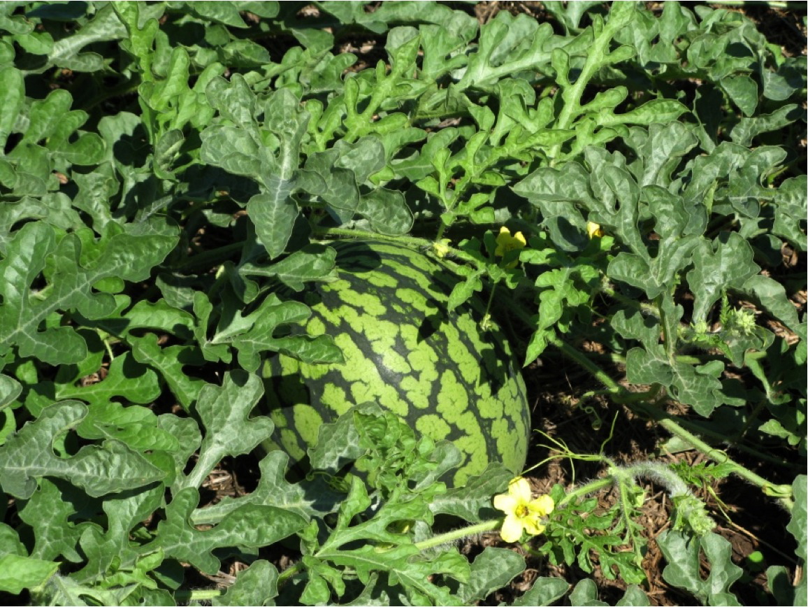 Watermelons are an example of vine crops