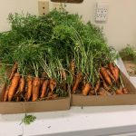 image carrots