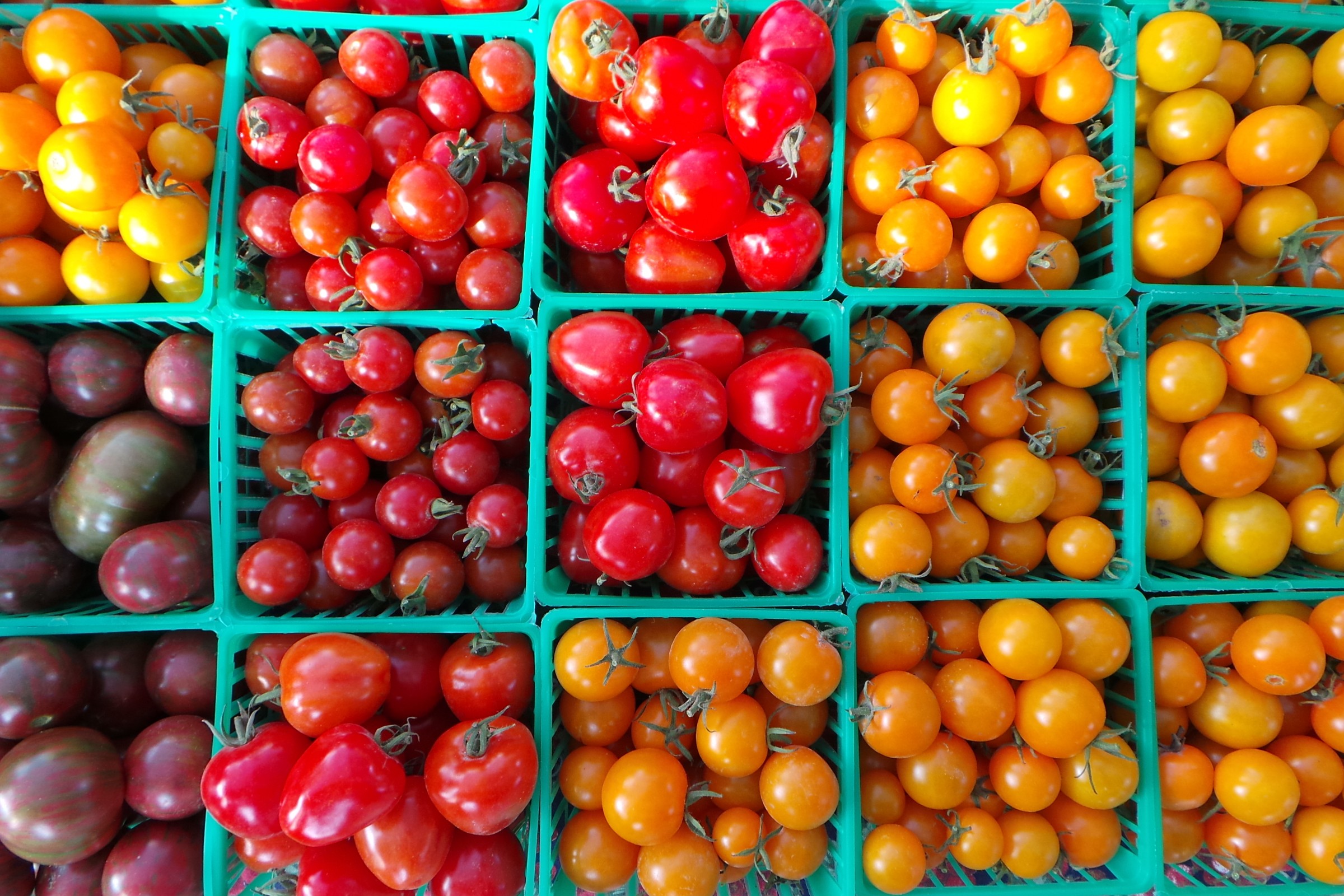 Solanaceae: Growing Tomatoes, Peppers, and Eggplants