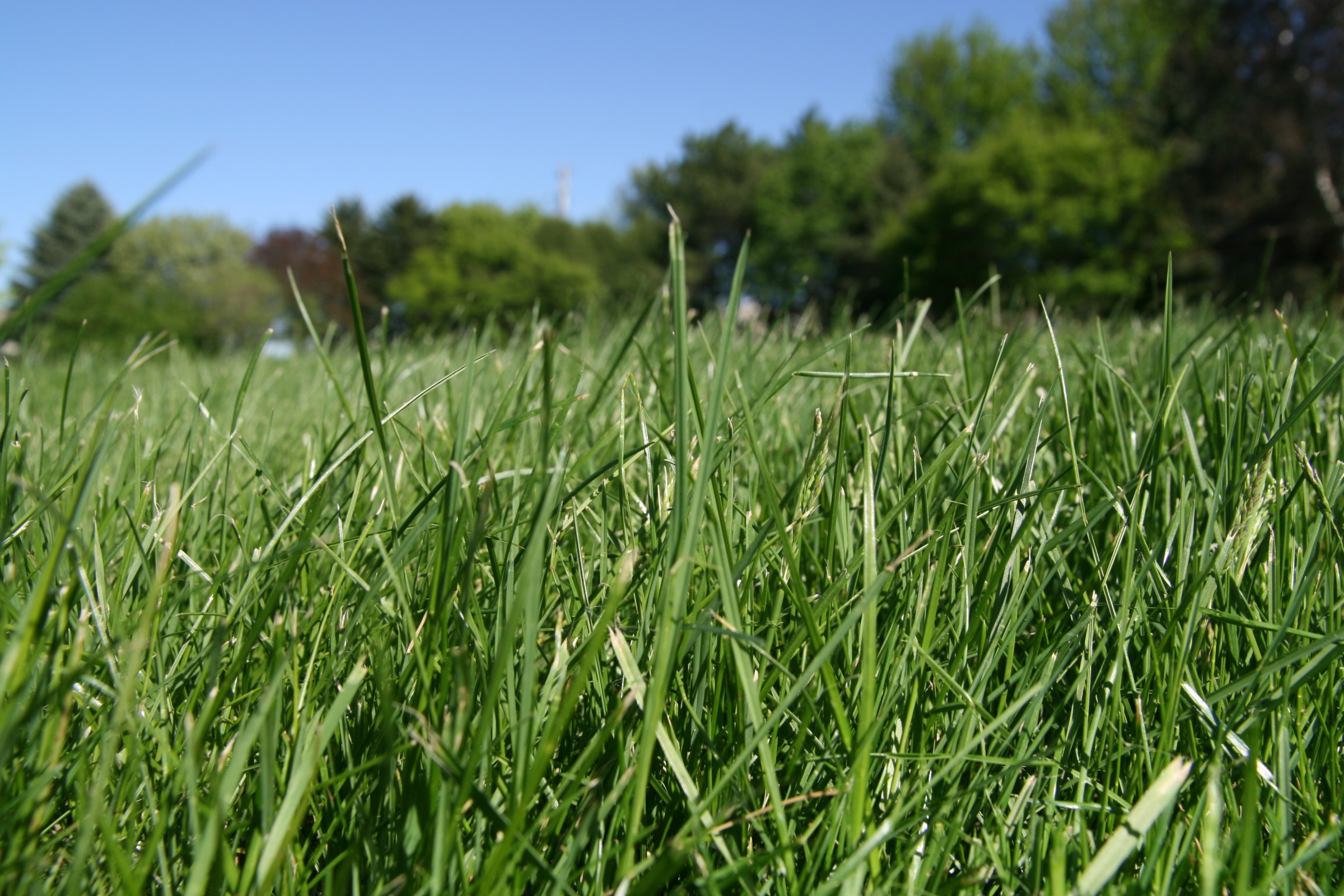 Lawns and Lawn Alternatives