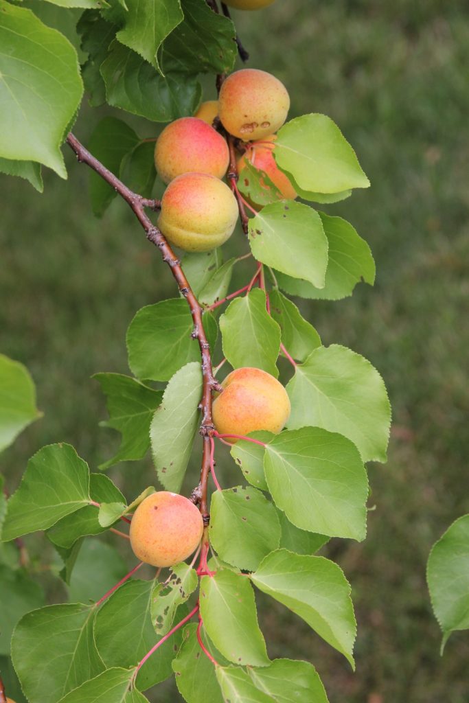 Apricot tree with ripe fruit
