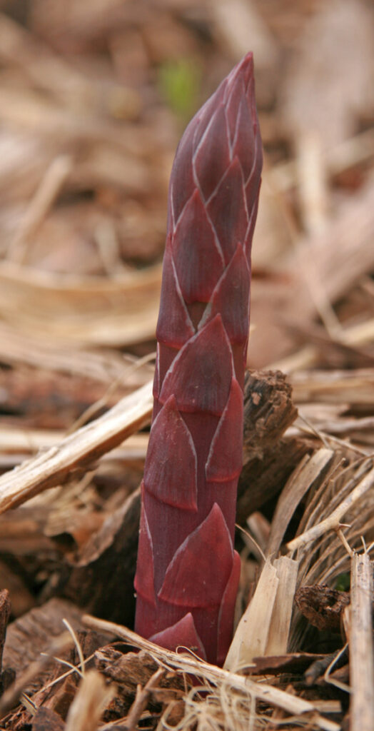 Asparagus spear emerging from ground