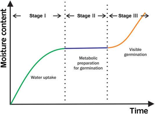 A diagram the three stages of germination. As moisture content of seeds increases over time, seeds take up water, followed by a stage where seeds metabolically prepare for germination, and ending with visible germination.