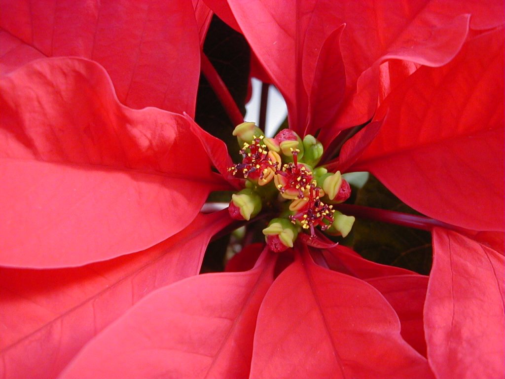 Red poinsettia