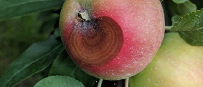 Fall Sanitation for Insect and Disease Control Around Apple Trees